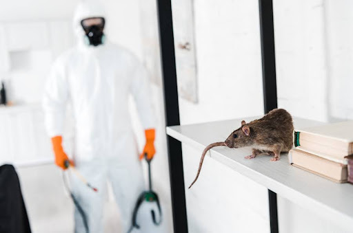 Exterminators: Keeping Homes and Businesses Pest-Free All Year Round